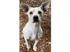 Adopt Hoppie a White Carolina Dog / Mixed dog in Cumming, GA (39093075)