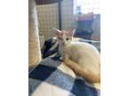 Adopt Nier a Domestic Shorthair / Mixed (short coat) cat in Corpus Christi