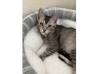 Adopt Sprinkle a Abyssinian / Mixed (short coat) cat in San Jacinto