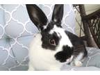 Adopt Crackerjack a White English Spot / Mixed rabbit in Hillside, NJ (39092922)