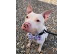 Adopt Petey a White American Pit Bull Terrier / Mixed Breed (Medium) dog in