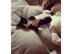 Adopt Little one a Black & White or Tuxedo American Shorthair / Mixed (short