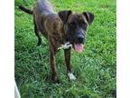 Adopt Fred a Brindle Boxer / Black Mouth Cur dog in Youngsville, NC (39089857)