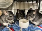 Adopt Sage (bonded to kale and Basil) a Chinchilla small animal in Imperial