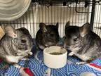 Adopt Basil (Bonded to Kale and Sage) a Chinchilla small animal in Imperial