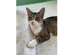Adopt Luz a Brown Tabby Domestic Shorthair (short coat) cat in Largo