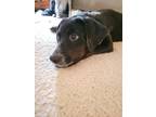 Adopt Boo a Black - with White Labrador Retriever / Blue Heeler dog in Denver