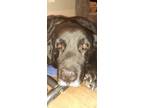 Adopt Faith a Black Newfoundland / Rottweiler / Mixed dog in Ronkonkoma