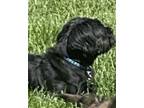 Adopt Shadow a Black Shih Tzu / Mixed dog in Springboro, OH (39092787)
