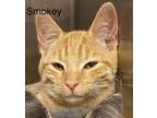 Adopt Goldilocks a Orange or Red Domestic Shorthair / Domestic Shorthair / Mixed