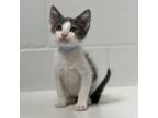 Adopt Raccoon a Gray or Blue Domestic Shorthair / Mixed cat in Buellton