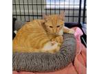 Adopt Chester a Orange or Red Domestic Mediumhair / Mixed cat in Columbus