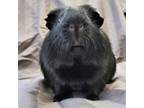 Adopt Ebon a Guinea Pig small animal in Michigan City, IN (39092568)