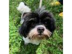 Adopt Oreo a Shih Tzu / Mixed dog in Potomac, MD (39092399)