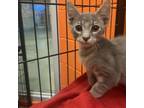 Adopt Butter a Gray or Blue Domestic Shorthair / Mixed cat in Montgomery