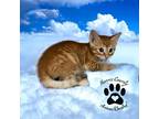 Adopt Air a Domestic Shorthair / Mixed cat in Hamilton, GA (39092321)
