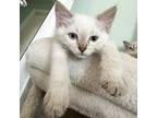 Adopt Brienne 4098 a Siamese / Mixed cat in Vista, CA (39092446)