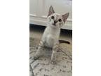 Adopt Sansa 4101 a Siamese / Mixed cat in Vista, CA (39092445)