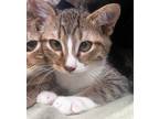 Adopt Adobo a Domestic Shorthair / Mixed (short coat) cat in Logan
