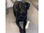 Adopt Maizy Mama a Black Labrador Retriever / Dachshund / Mixed dog in Phoenix