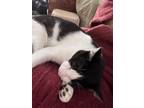 Adopt Sushi a Black & White or Tuxedo Ragdoll / Mixed (medium coat) cat in