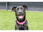 Adopt SARAH a Black Labrador Retriever / Rottweiler / Mixed dog in Tustin