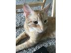 Adopt Ginger a Orange or Red American Shorthair / Mixed (short coat) cat in