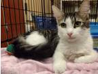 Adopt Pecan a Gray, Blue or Silver Tabby American Shorthair (short coat) cat in