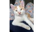Adopt Tyrone a Domestic Shorthair cat in Steinbach, MB (39092016)