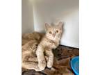 Adopt Crayon a Domestic Shorthair / Mixed (short coat) cat in Grand Forks
