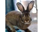 Adopt Karly a Agouti Other/Unknown / Mixed (short coat) rabbit in Livermore