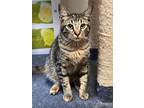 Adopt Tyson a Brown Tabby Domestic Shorthair / Mixed (short coat) cat in