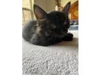 Adopt Baby Twin #1 a Black (Mostly) Domestic Shorthair / Mixed (medium coat) cat