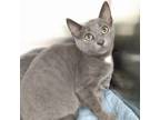 Adopt Ethan a Gray or Blue Domestic Shorthair / Mixed cat in Ballston Spa