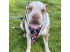 Adopt Sharpie - Chino Hills Location a White - with Tan, Yellow or Fawn Shar Pei