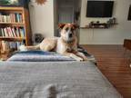 Adopt Roxy a Red/Golden/Orange/Chestnut - with White Australian Cattle Dog /