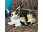 Adopt Cassie a Calico or Dilute Calico Domestic Shorthair / Mixed cat in