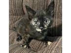 Adopt Flopsy a Tortoiseshell Domestic Shorthair / Mixed cat in Jefferson City