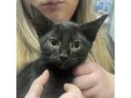 Adopt Orson a All Black Domestic Shorthair / Mixed cat in Spokane, WA (39091653)