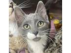 Adopt Lavender a Gray or Blue Domestic Shorthair / Mixed cat in Spokane