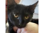 Adopt Bug a All Black Domestic Shorthair / Mixed cat in Spokane, WA (39091640)