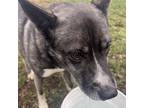 Adopt Shadow a Black Husky / Mixed Breed (Medium) / Mixed dog in Spokane