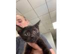 Adopt Bron a All Black Domestic Shorthair / Domestic Shorthair / Mixed cat in