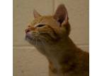 Adopt Jana a Orange or Red Domestic Shorthair / Mixed cat in Waynesboro