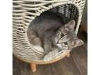 Adopt Zane a Gray or Blue Domestic Shorthair / Mixed cat in Madison