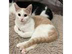 Adopt Orion a Tan or Fawn Tabby Domestic Shorthair / Mixed cat in Madison