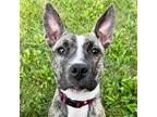 Adopt Kanga a Brindle - with White American Pit Bull Terrier / Mixed dog in