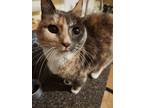 Adopt Lucy a Calico or Dilute Calico American Shorthair / Mixed (medium coat)