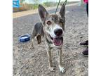 Adopt Nala a Brown/Chocolate Border Terrier / Mixed dog in El Paso