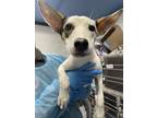 Adopt Willow a White Jack Russell Terrier / Mixed dog in El Paso, TX (39089901)